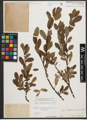 Foto von Salix waldsteiniana Willd.